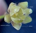 Dehisced capsule